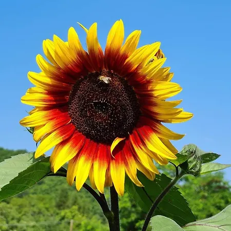 Suncev Breg
