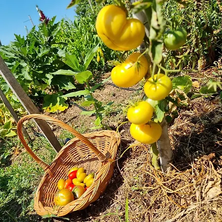 Suncev Breg * Slatina (Cacak)