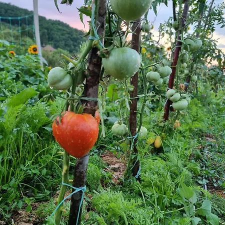 公寓 Suncev Breg Slatina (Cacak)