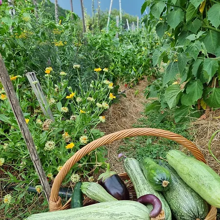 Apartmán Suncev Breg