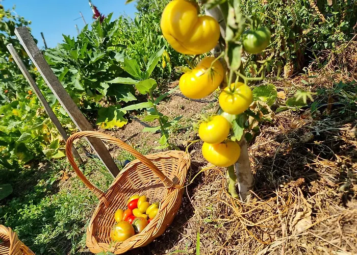 Suncev Breg * Slatina (Cacak)